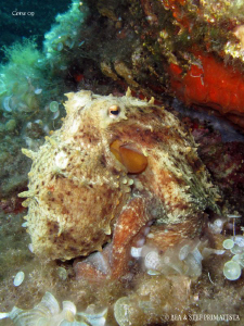 Octopus. Canon G10. by Bea & Stef Primatesta 